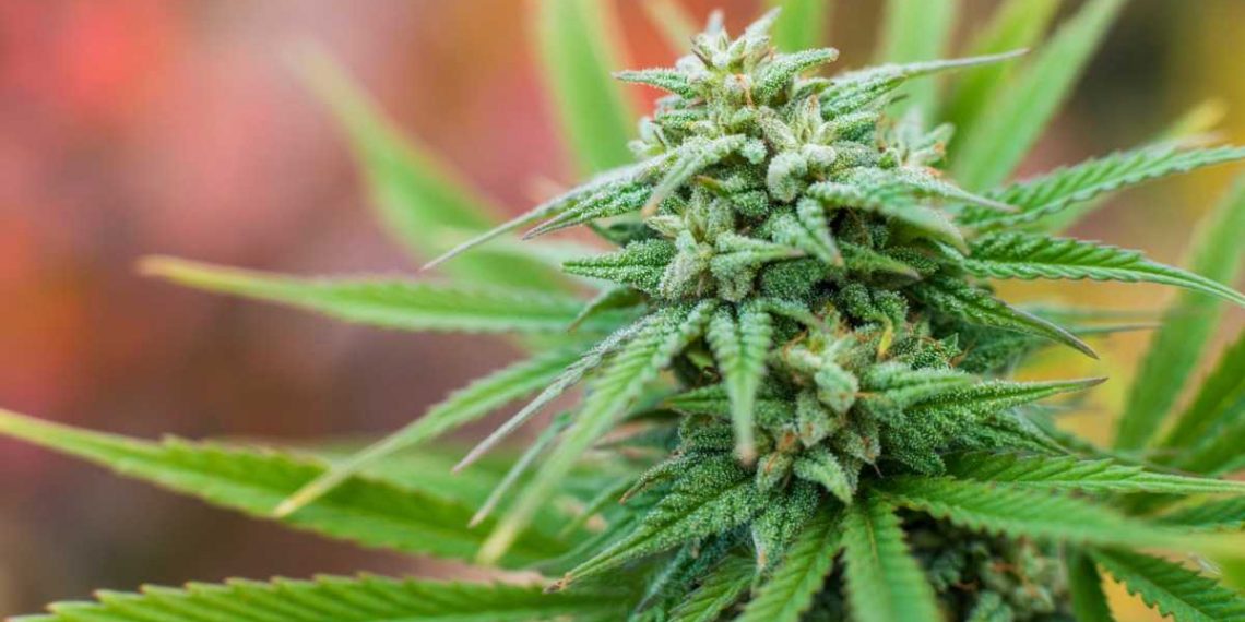 Технология Grandhores инвестора начинает промышленное производство каннабиса