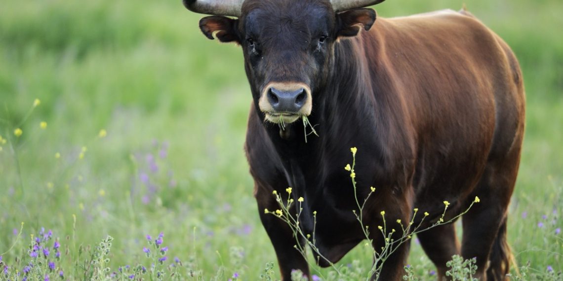 Bitcoin не удается удержаться выше уровня 9000 долларов