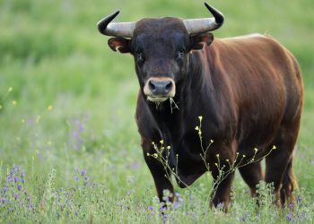 Bitcoin не удается удержаться выше уровня 9000 долларов