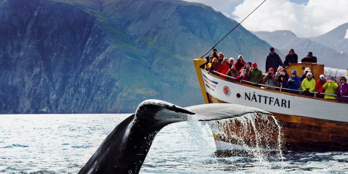 Киты начали движение