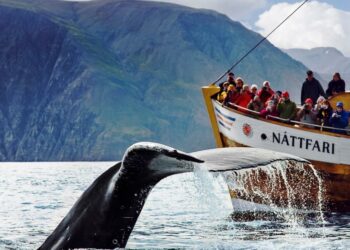 Киты начали движение