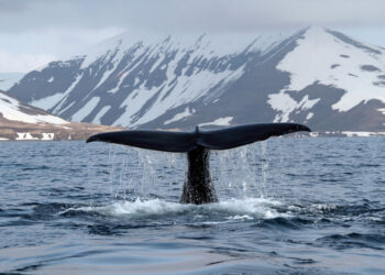 Киты играют по-крупному