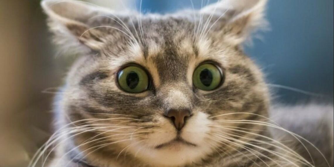 Открытый интерес к опционам на Bitcoin вырос до 1,5 миллиарда долларов