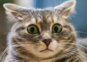 Открытый интерес к опционам на Bitcoin вырос до 1,5 миллиарда долларов