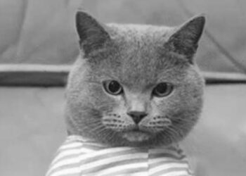 Grayscale расширяет сферу управления цифровой валютой