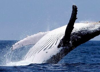 Исследование: Киты совершают наибольшее число операций на DEX-платформах