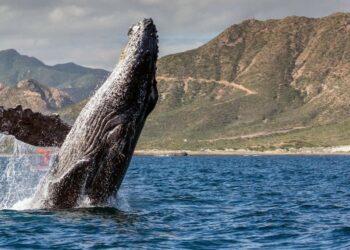 Отчет: Активность биткоин-китов упала до годового минимума