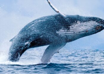 Активность китов в сети лайткоина выросла до максимума с мая 2021 года