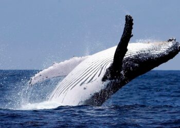 Киты активизировались в преддверии сентябрьского обновления эфириума