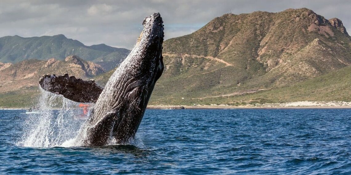 Количество лайткоин-китов выросло до четырехмесячного максимума