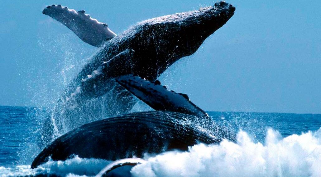 Активность лайткоин-китов усилилась до четырехмесячного максимума