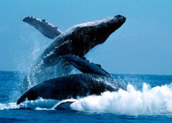 Активность лайткоин-китов усилилась до четырехмесячного максимума